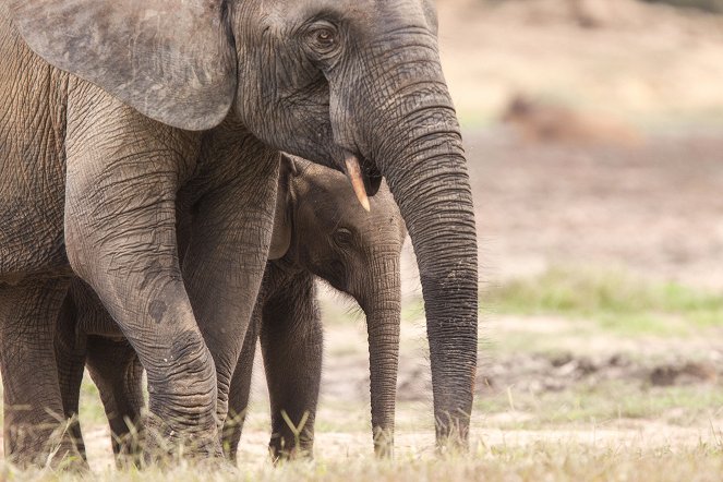 Universum: Afrika - Zwischen Wüste und Regenwald - Kuvat elokuvasta