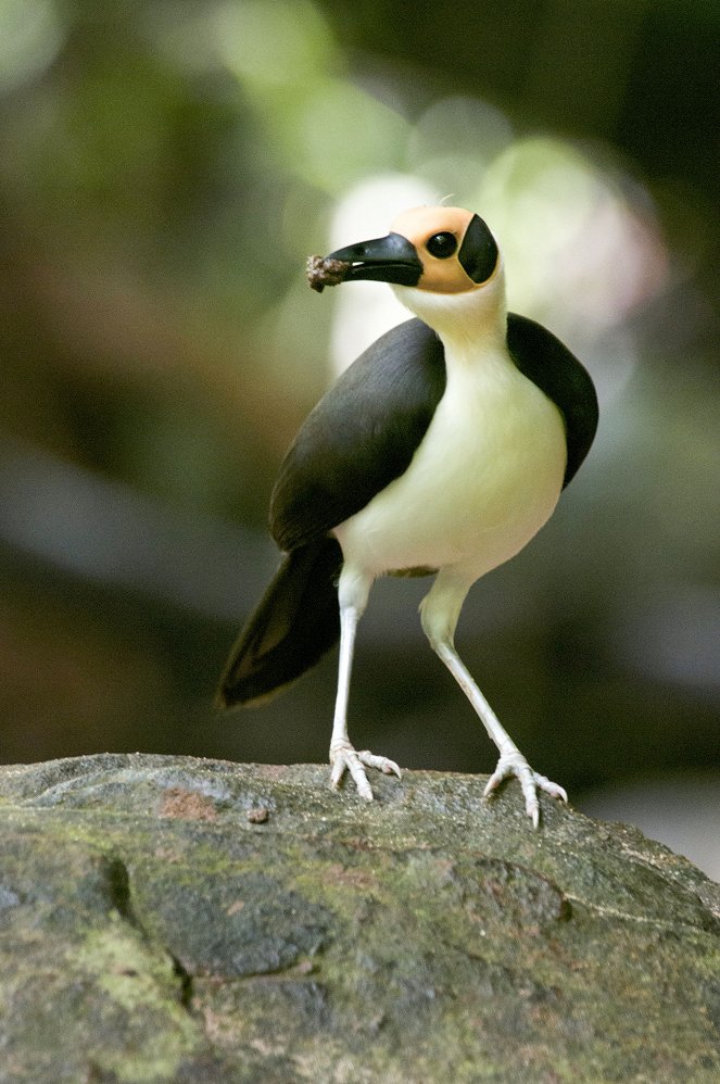 Universum: Afrika - Zwischen Wüste und Regenwald - De filmes