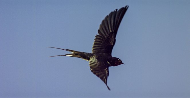 Universum: Afrika - Zwischen Wüste und Regenwald - Photos