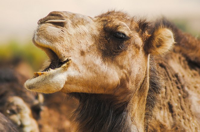 Universum: Afrika - Zwischen Wüste und Regenwald - Film