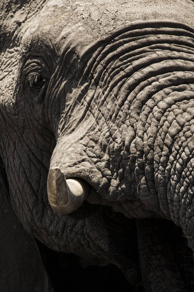 Elephant: King of the Kalahari - Kuvat elokuvasta