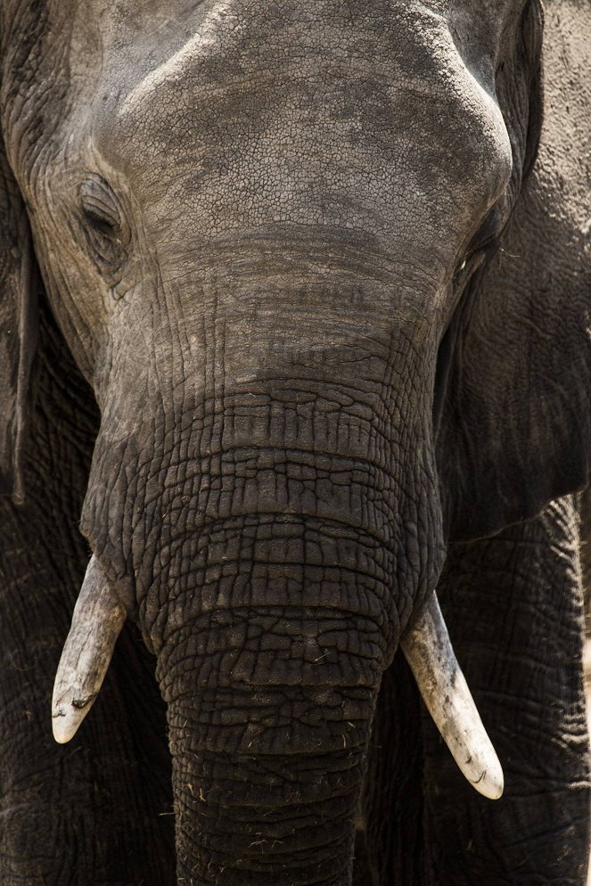 Elephant: King of the Kalahari - Do filme