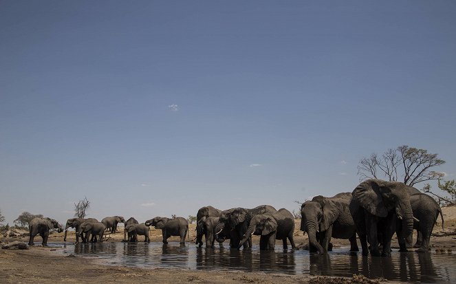 Elefántok: túlélni a Kalahárit - Filmfotók