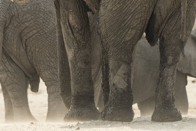 Elephant: King of the Kalahari - Do filme