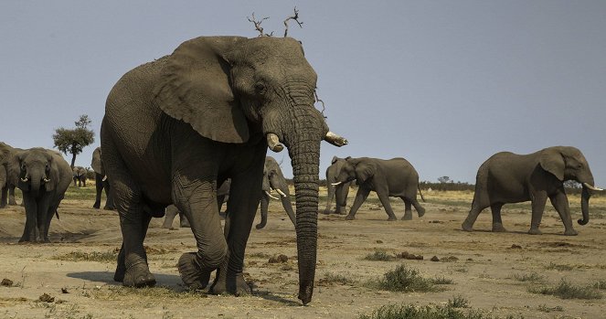 Elephant: King of the Kalahari - Photos