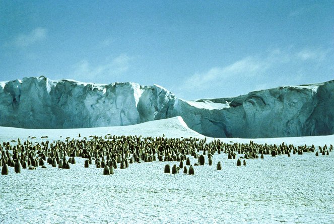 Der Kongreß der Pinguine - Kuvat elokuvasta