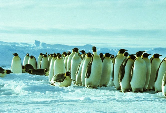 Der Kongreß der Pinguine - Filmfotos