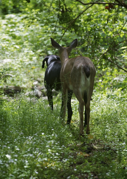 Animal Odd Couples - Photos