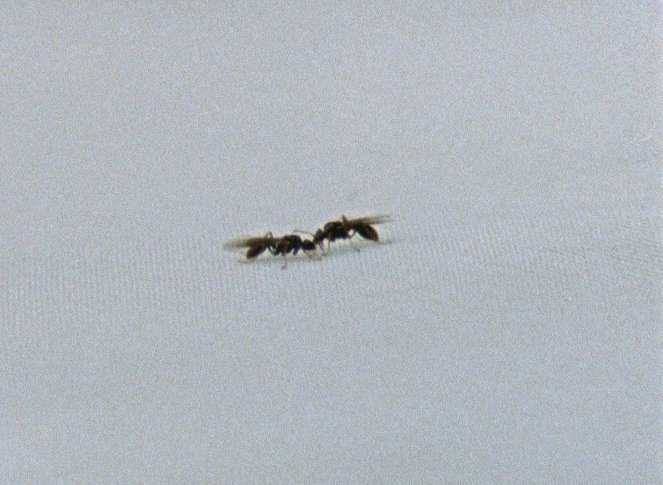 Il monte delle formiche - Van film