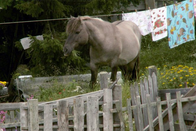 Russlands Pferde - Streuner und Spielgefährten - Filmfotos