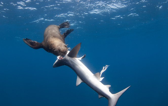 Shark Vs Predator - Photos