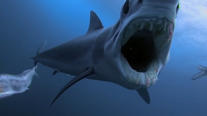 Shark Vs Predator - Film