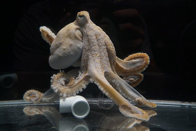 Mensch vs. Oktopus - Filmfotos