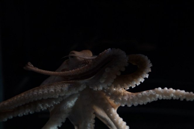 Člověk proti chobotnici - Z filmu