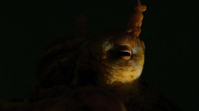 Mensch vs. Oktopus - Filmfotos