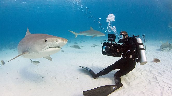 Tiger Shark Terror - Kuvat elokuvasta