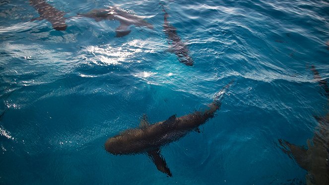 Tiger Shark Terror - Photos