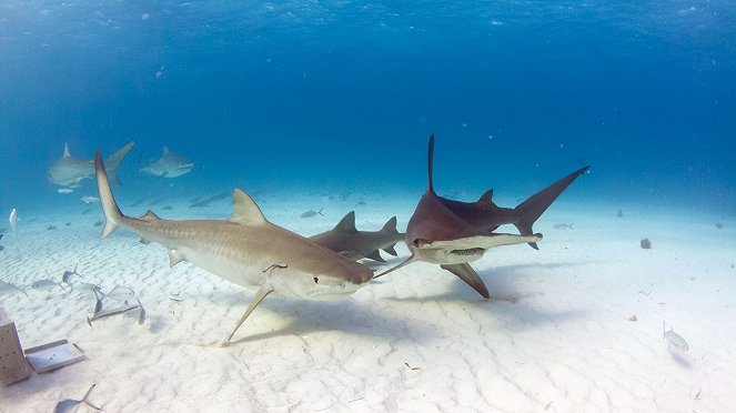 Tiger Shark Terror - Photos