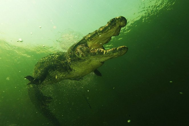 Crocodiles in Dark Waters - Photos