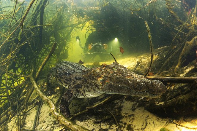 Crocodiles in Dark Waters - Photos
