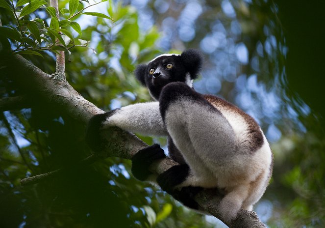 Madagaskar - laboratoř Země - Z filmu