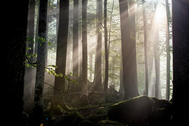 Zurück zum Urwald - Nationalpark Kalkalpen - Kuvat elokuvasta