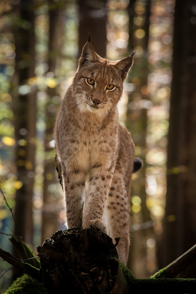 Univerzum: Kalkalpen Nemzeti Park - Vissza az őserdőbe! - Filmfotók