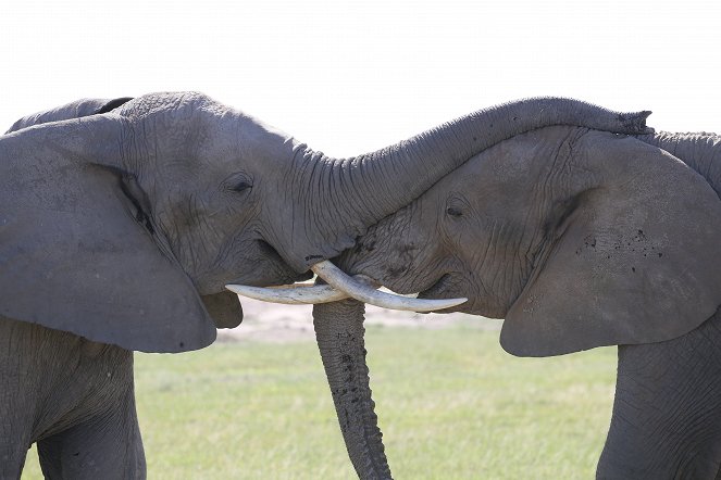 Terra X: Kielings wildes Afrika - Filmfotos