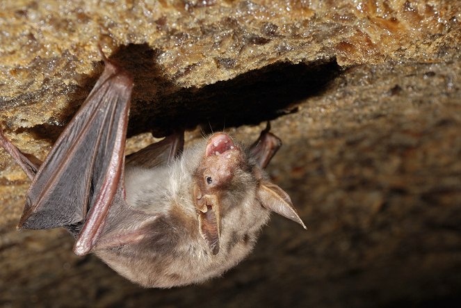 Incredible Bats - De la película