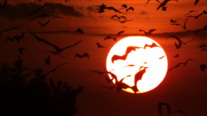 Incredible Bats - Film