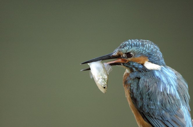 Die Rückkehr des Eisvogels - Z filmu