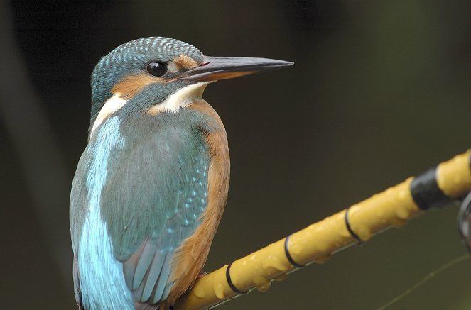 Die Rückkehr des Eisvogels - Z filmu