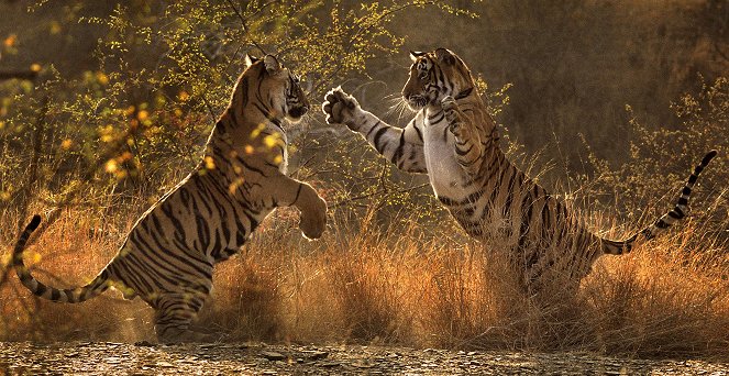 The Natural World - A Tiger Called Broken Tail - Van film