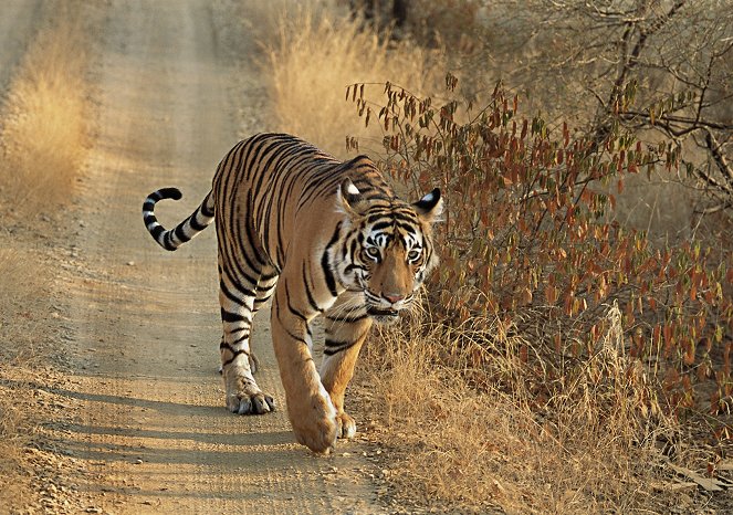 Natural World - A Tiger Called Broken Tail - Filmfotos