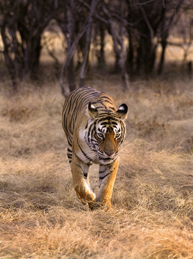 The Natural World - A Tiger Called Broken Tail - Van film