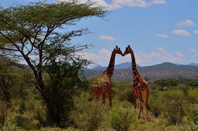 Žirafy: Zapomenutí obři - Z filmu