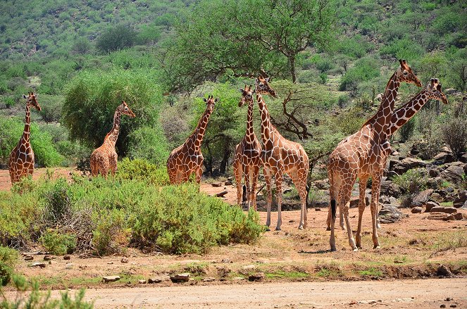 Giraffes: The Forgotten Giants - Van film
