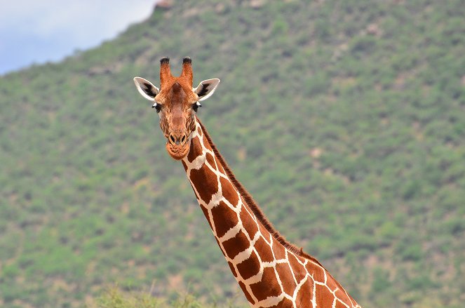 Giraffes: The Forgotten Giants - Kuvat elokuvasta