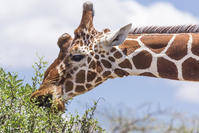 Girafes, les dernières géantes - Film
