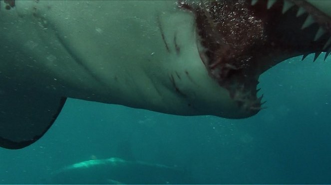 Open Water: inmersión extrema - De la película