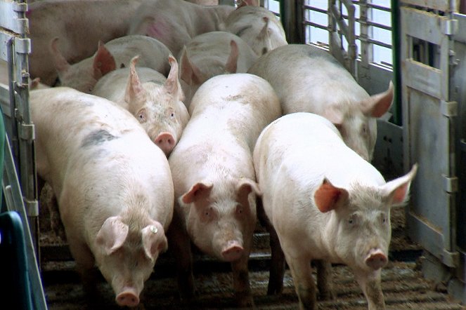 Armes Schwein - Fettes Geschäft: Der wahre Preis des Billigfleischs - Z filmu
