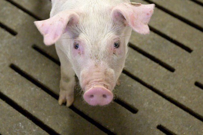 Armes Schwein - Fettes Geschäft: Der wahre Preis des Billigfleischs - Film