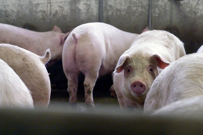 Armes Schwein - Fettes Geschäft: Der wahre Preis des Billigfleischs - Z filmu