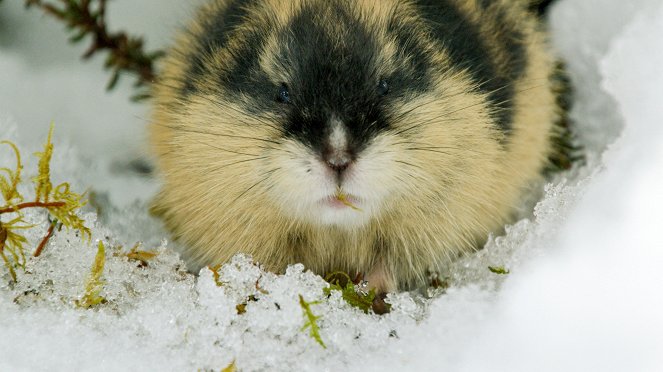 Lemming - The Little Giant Of The North - Photos