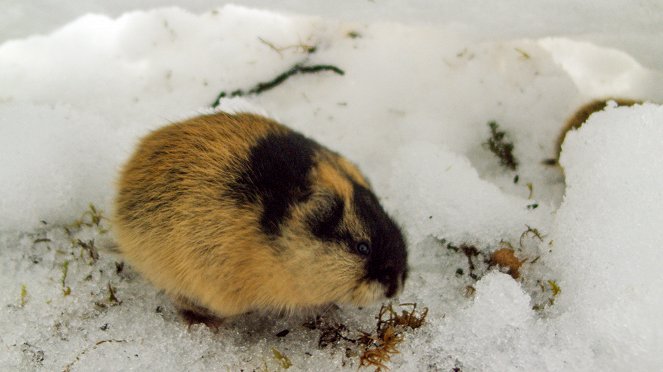 Lemming - The Little Giant Of The North - Photos