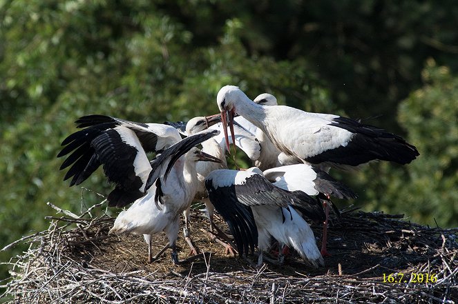 Our Busy Neighbours - Photos