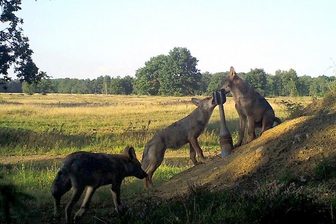 Familie Wolf - Gefährliche Nachbarn? - Filmfotos