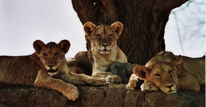 Lions on the Edge - Kuvat elokuvasta