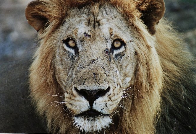 Lions on the Edge - Kuvat elokuvasta