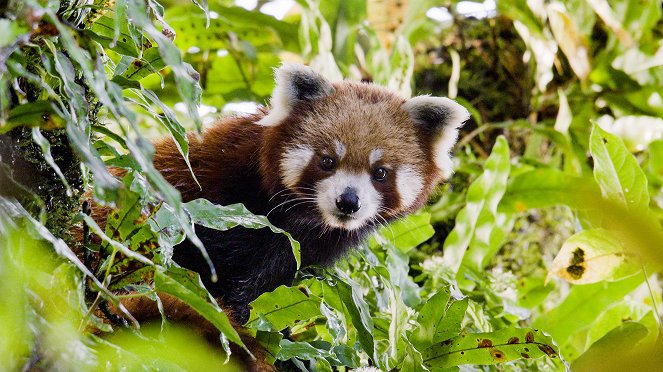 Universum: Nepals Regenwälder - Im Reich des Roten Pandas - De la película